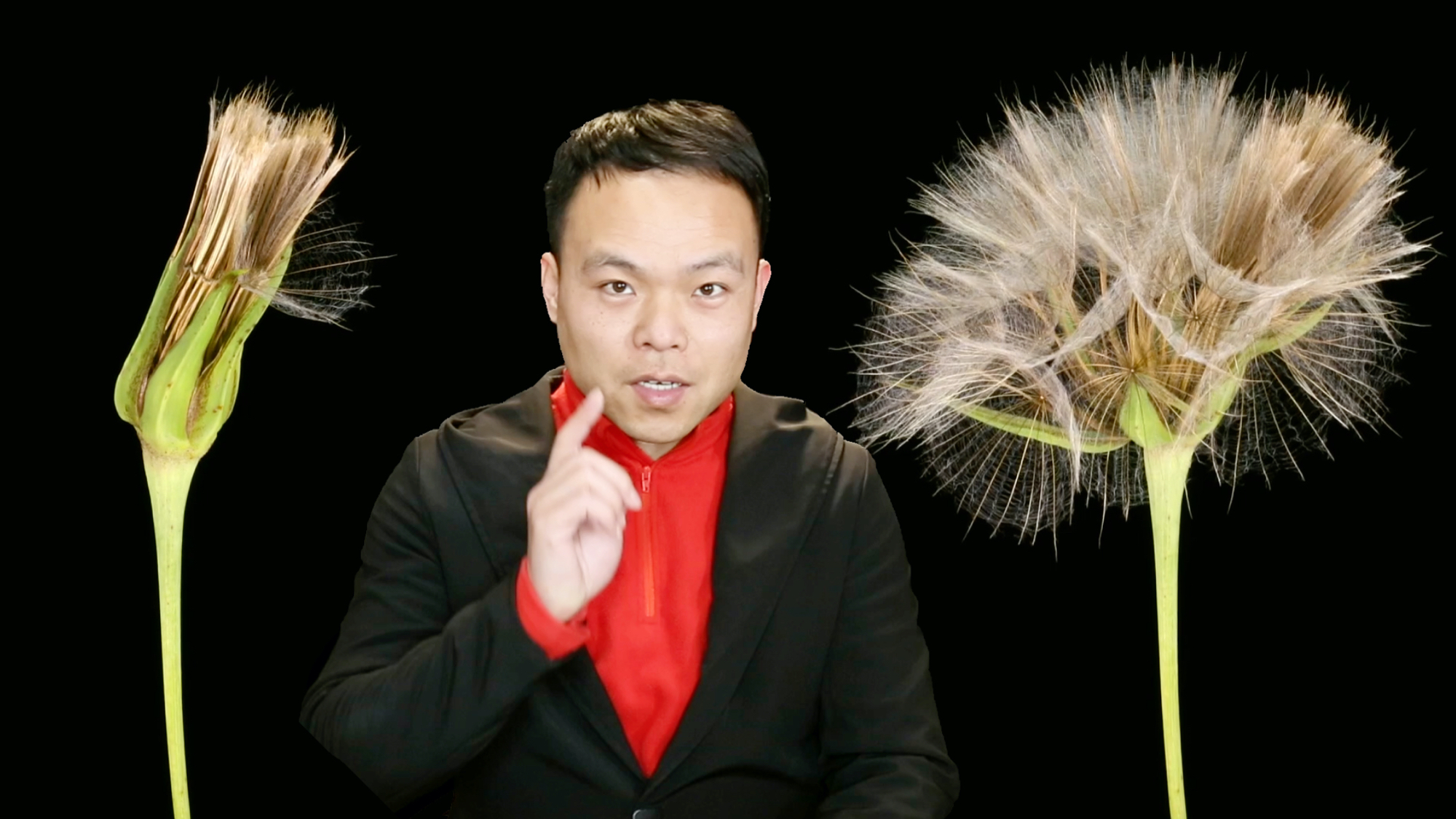 蒲公英绽放的全过程很美,更重要的是它这种精神